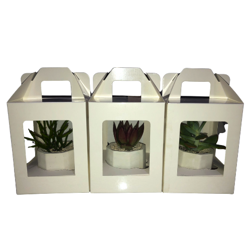 Succulent